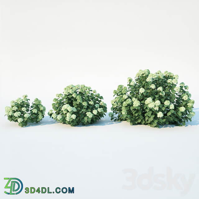 Hydrangea arborescens 3 sizes 3D Models