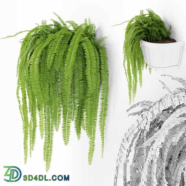 Fern 2 3D Models