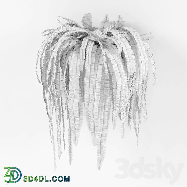 Fern 2 3D Models