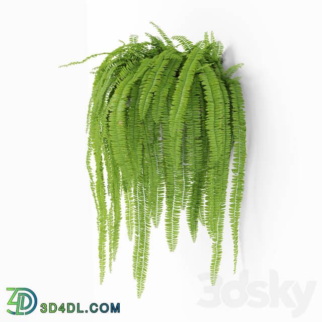 Fern 2 3D Models