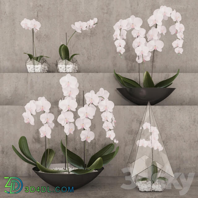 Set of orchids 3D Models