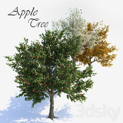 Apple Tree 1 3D Models 