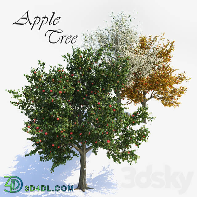Apple Tree 1 3D Models