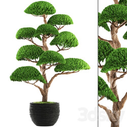Niwaki 3 cedar topiary Niwaki ornamental tree landscaping flowerpot pot 3D Models 