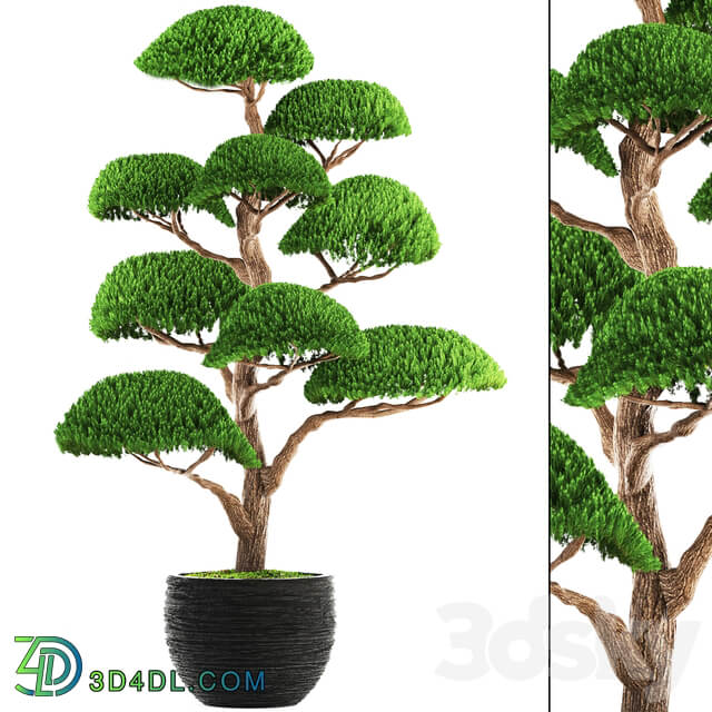 Niwaki 3 cedar topiary Niwaki ornamental tree landscaping flowerpot pot 3D Models