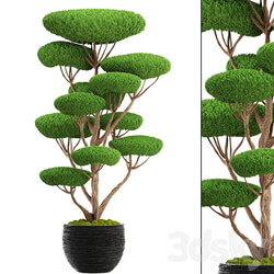 Niwaki 4. cedar topiary topiary nivaki ornamental tree garden plants landscaping pot flowerpot 3D Models 