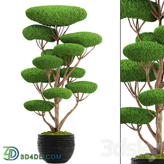 Niwaki 4. cedar topiary topiary nivaki ornamental tree garden plants landscaping pot flowerpot 3D Models