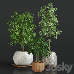 Collection of plants 1 ficus 3D Models 