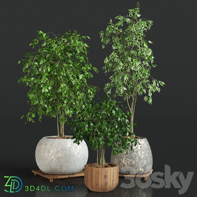 Collection of plants 1 ficus 3D Models