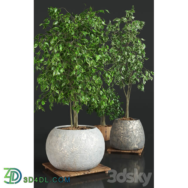 Collection of plants 1 ficus 3D Models