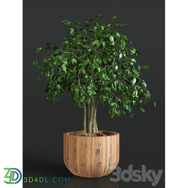 Collection of plants 1 ficus 3D Models