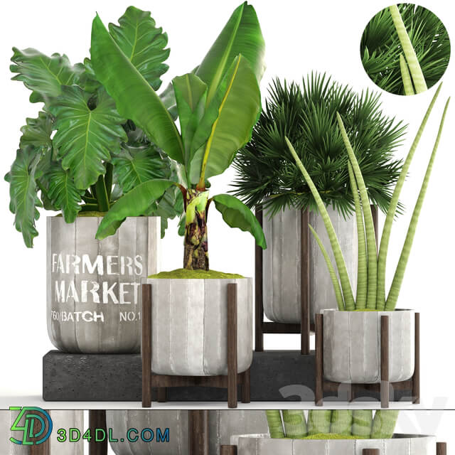 Collection of plants. Concrete pot flowerpot banana chamerops palm tree banana bush exotic plants outdoor 3D Models