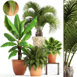 Collection of plants. Clay flowerpot flower pot white basket palm tree banana bush fan butia brachea outdoor landscaping 3D Models 