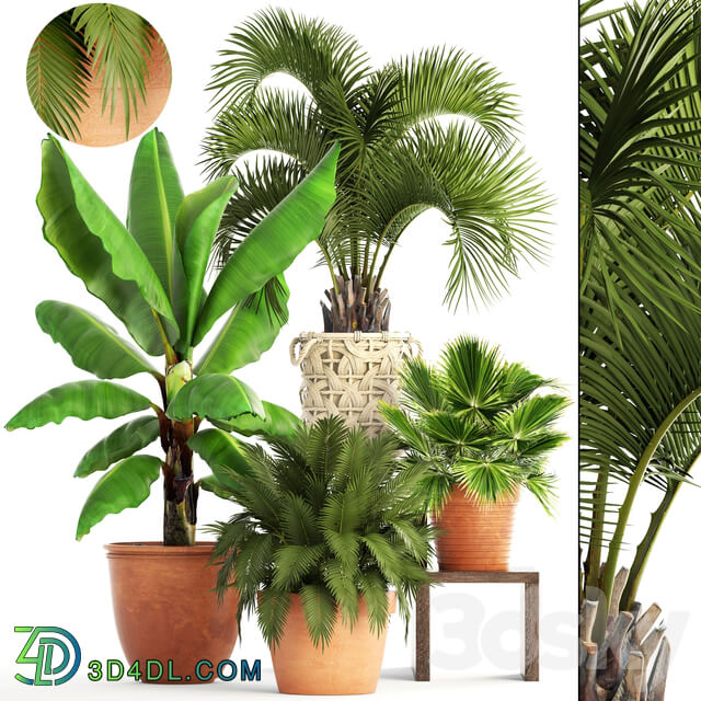 Collection of plants. Clay flowerpot flower pot white basket palm tree banana bush fan butia brachea outdoor landscaping 3D Models