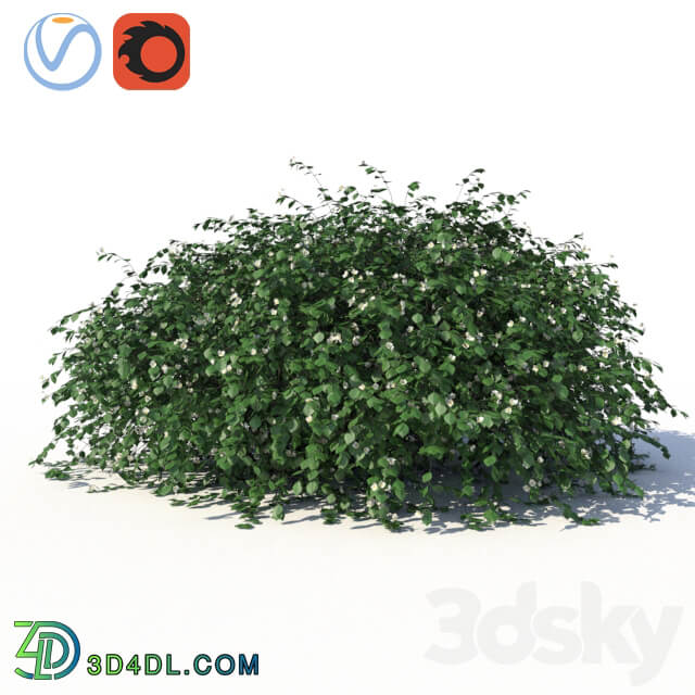 Chubushnik jasmine with lying on the ground branches and leaves 3D Models