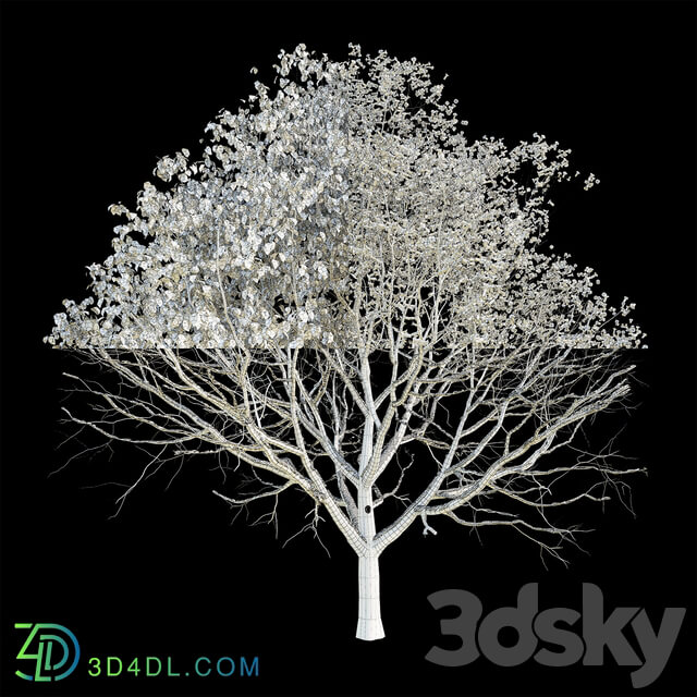 Apple tree 3 season 3D Models