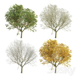 Apple Tree 4 Seasons 3D Models 