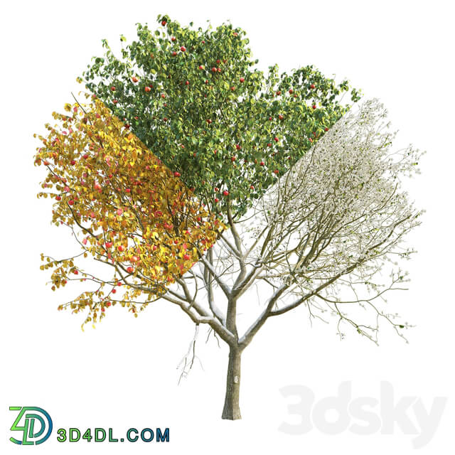 Apple Tree 4 Seasons 3D Models