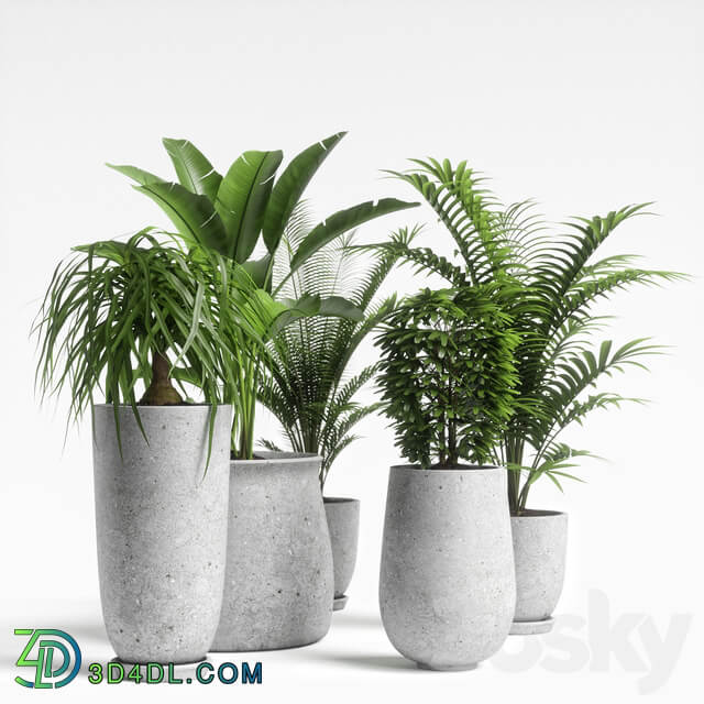 plants set 04 3D Models