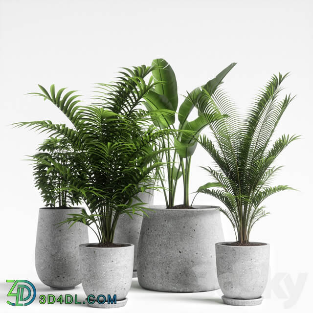 plants set 04 3D Models