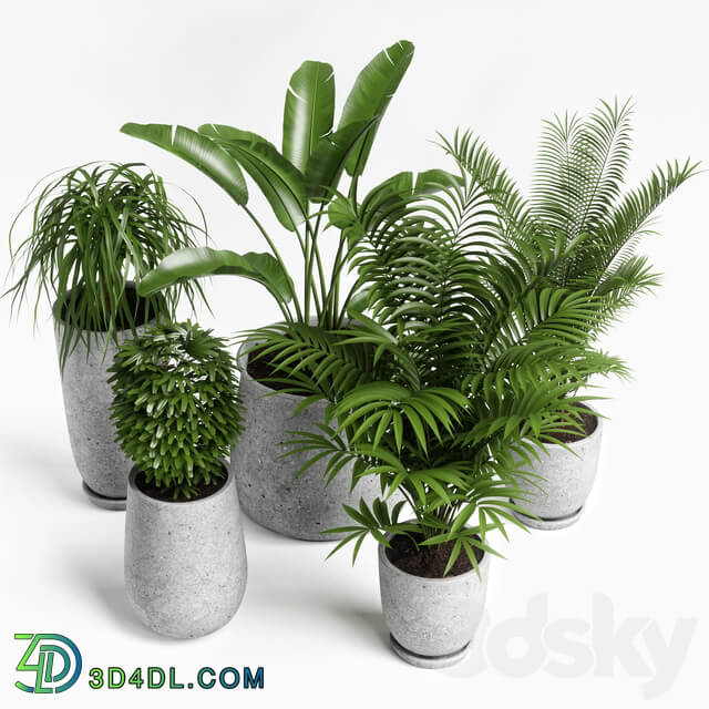 plants set 04 3D Models