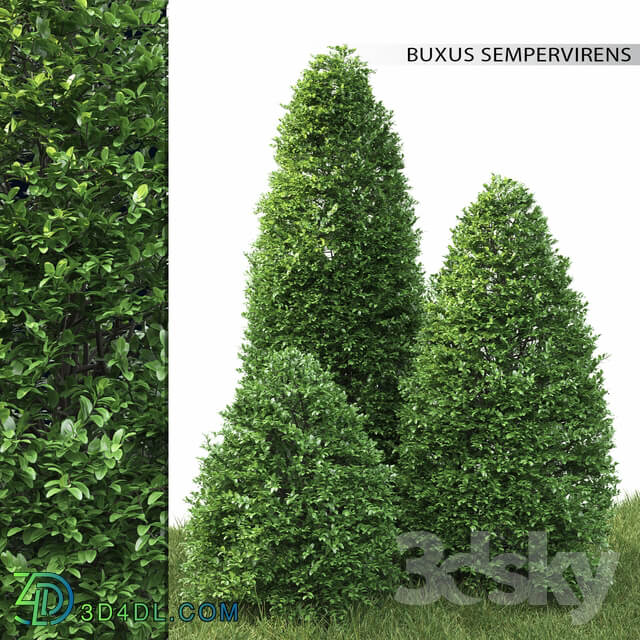 Buxus 3D Models