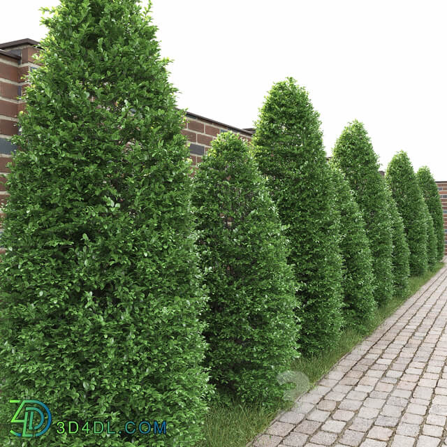 Buxus 3D Models