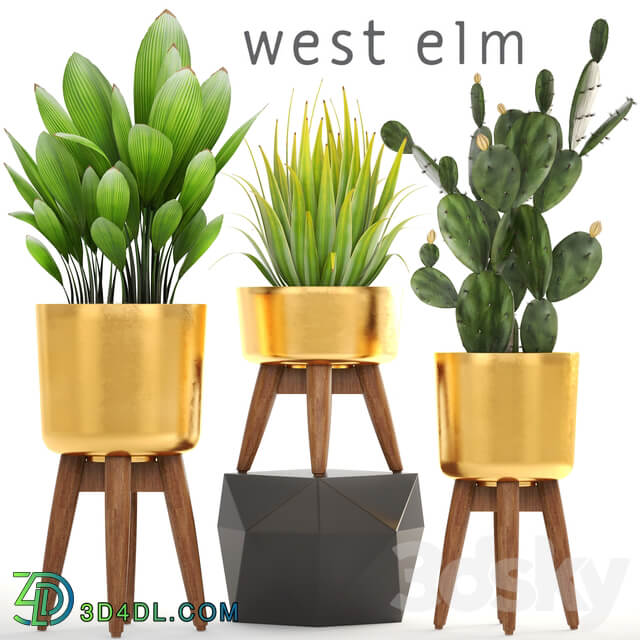 Collection of plants. luxury flowerpot golden pot bush cactus prickly pear agave interior indoor decor luxury 3D Models