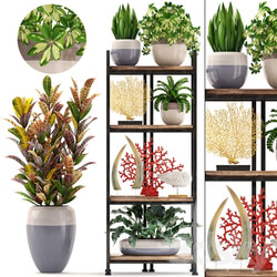 Decorative set. 6th. Rack croton flowerpot shelf with flowers decor coral tusk 3D Models 