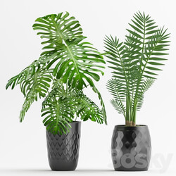 Plant 45 3D Models 