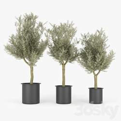 Olive Tree 3D Models 