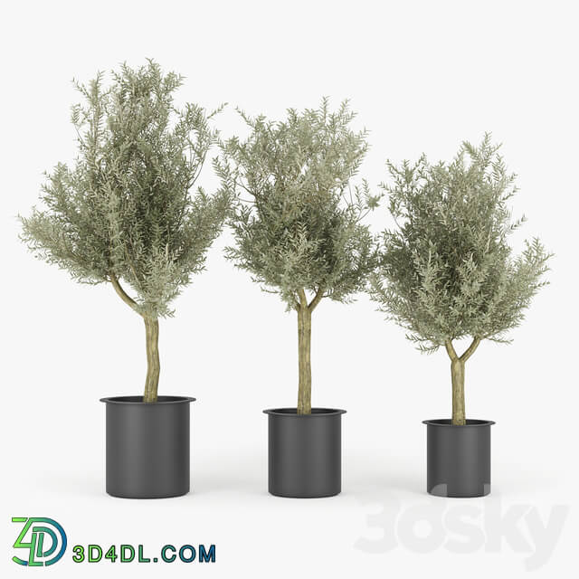 Olive Tree 3D Models