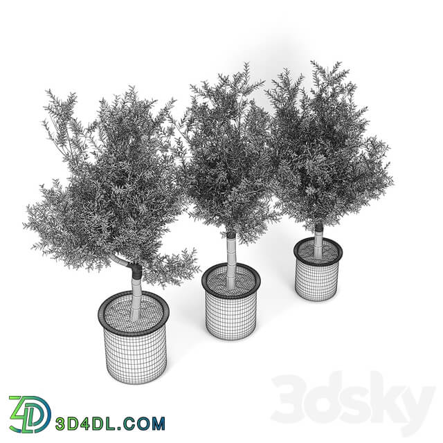 Olive Tree 3D Models