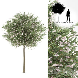 Willow whole leafed tree Salix integra 39 Hakuro Nishiki 39 3D Models 