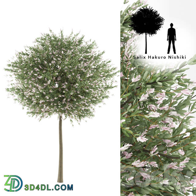 Willow whole leafed tree Salix integra 39 Hakuro Nishiki 39 3D Models