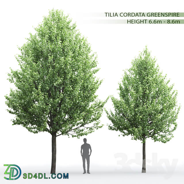 Tilia 3D Models