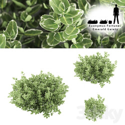 Fortescu bushes Euonymus Fortunei Emerald Gaiety 3D Models 