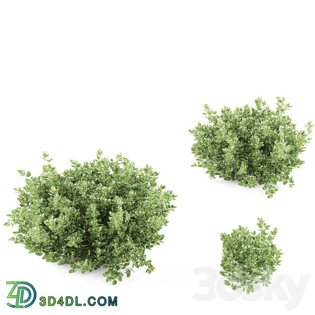 Fortescu bushes Euonymus Fortunei Emerald Gaiety 3D Models