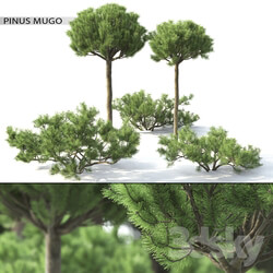 Pinus Mugo 3 Tree 3D Models 