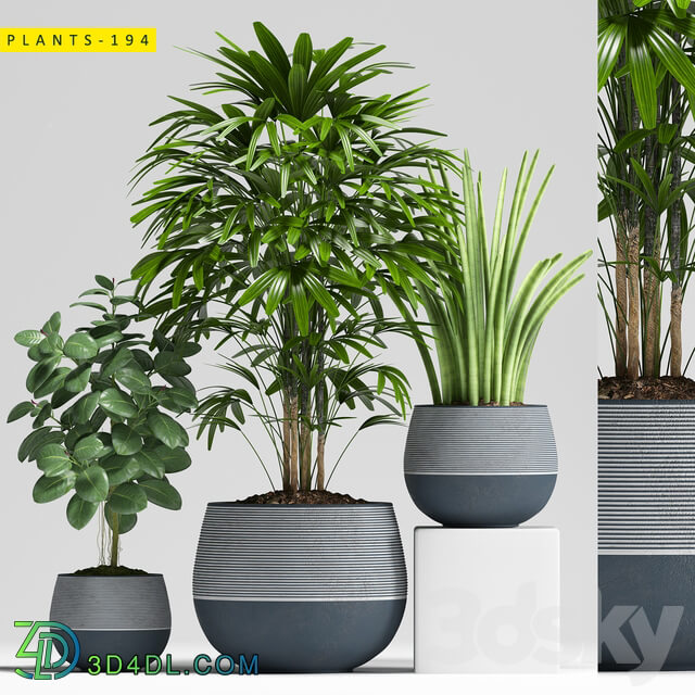Plants 194 3D Models