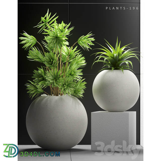 PLANTS 196 3D Models