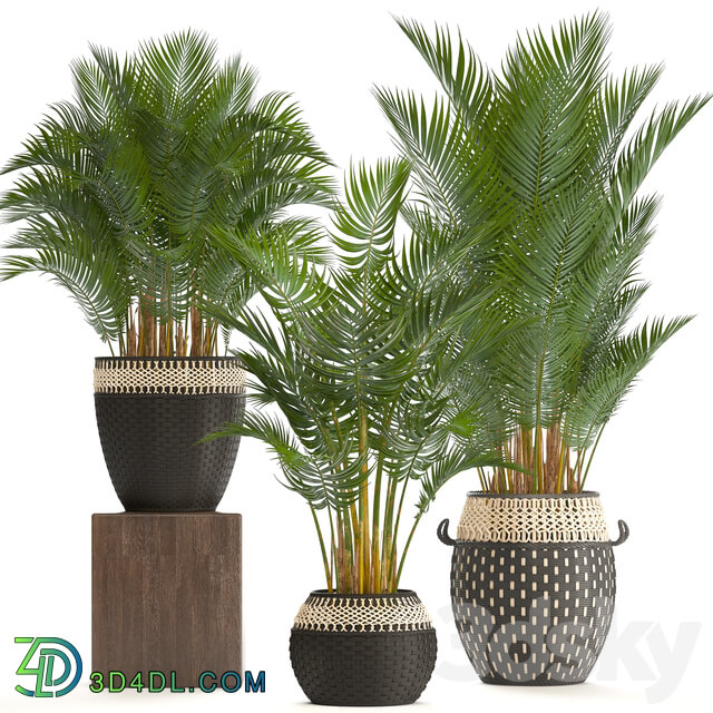 Collection of plants 218. Howea forsteriana basket rattan palm tree interior palm trees eco style design natural decor wicker 3D Models