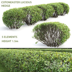 Cotoneaster lucidus hedge 2 3D Models 
