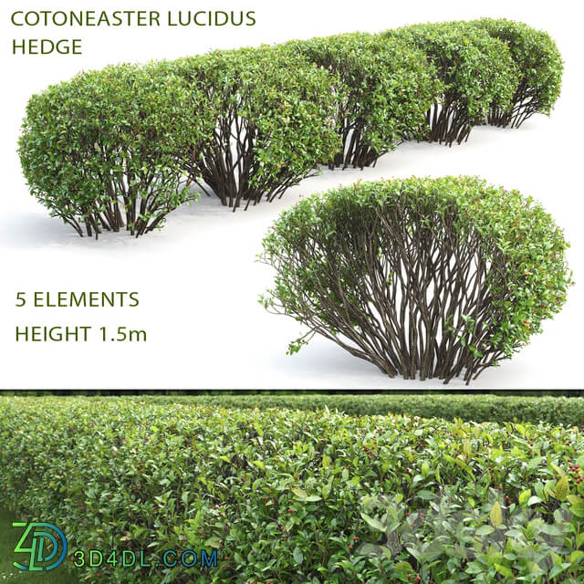 Cotoneaster lucidus hedge 2 3D Models