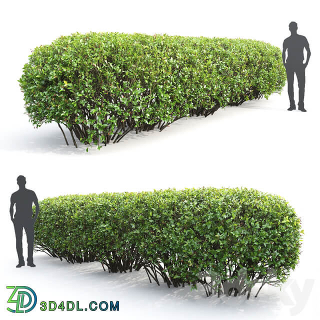 Cotoneaster lucidus hedge 2 3D Models