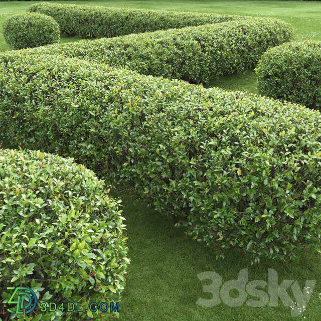 Cotoneaster lucidus hedge 2 3D Models