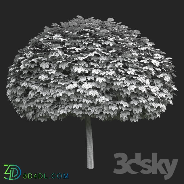 Maple Globozum 3D Models