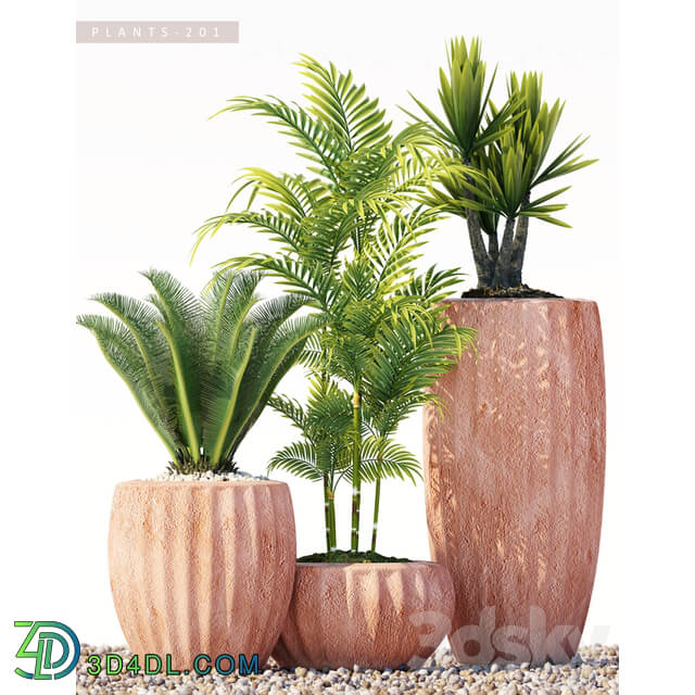 Plants 201 3D Models
