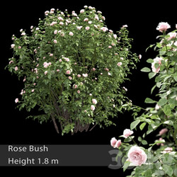 Rose bush 3 3D Models 