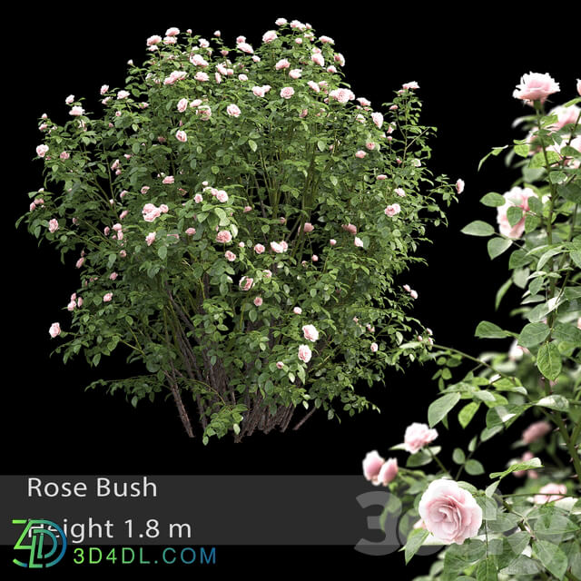 Rose bush 3 3D Models